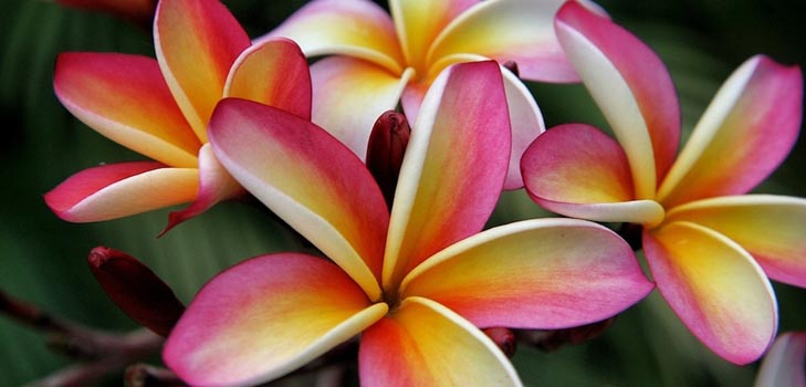 Plumeria: nuotrauka ir priežiūra namuose