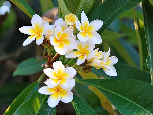 Plumeria reprodukcija