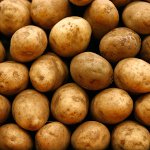 Sodinimo bulvių paruošimas Sodinimo bulvių paruošimas
