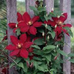 Clematis sodinimas Clematis sodinimas