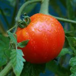 Teisingas pomidorų laistymas Teisingas pomidorų laistymas