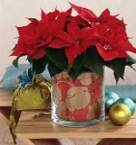 Poinsettia: Kalėdų žvaigždė
