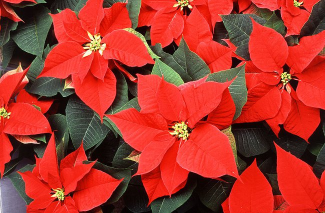 Poinsettia: Kalėdų žvaigždė