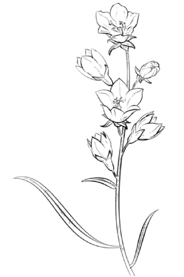 Figūra gėlė