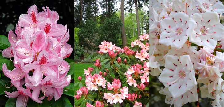 Rododendras - sodinimas ir priežiūra