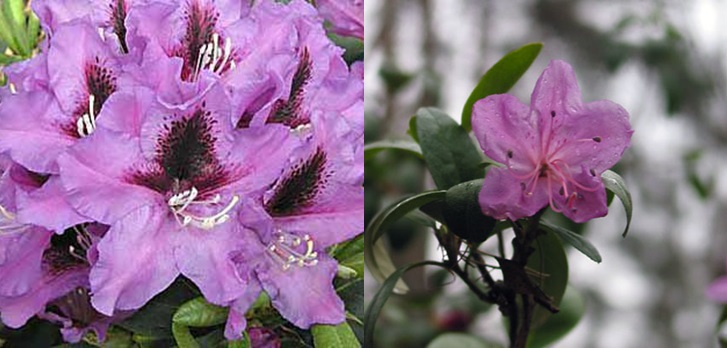 Rododendras