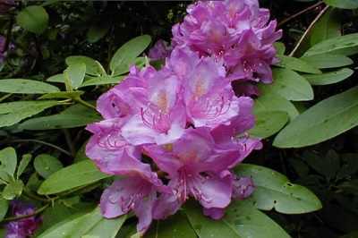 Rododendras
