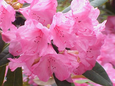 Rododendras