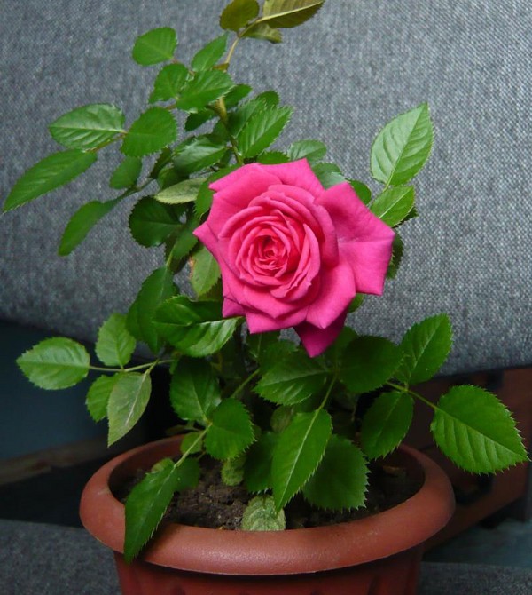 Rose namuose: priežiūra ir turinys
