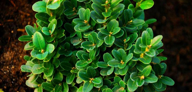 "Boxwood" - amžinai žaliuojanti sodo ir palangės apdaila