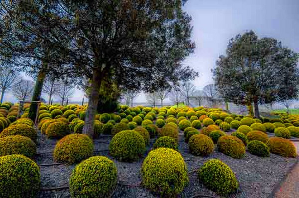 "Boxwood" - amžinai žaliuojanti sodo ir palangės apdaila