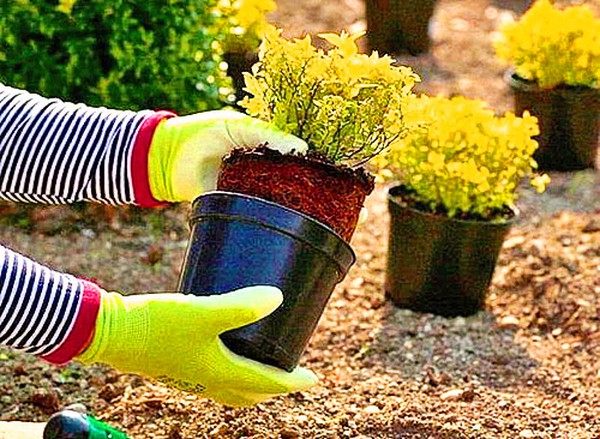 "Boxwood" - amžinai žaliuojanti sodo ir palangės apdaila