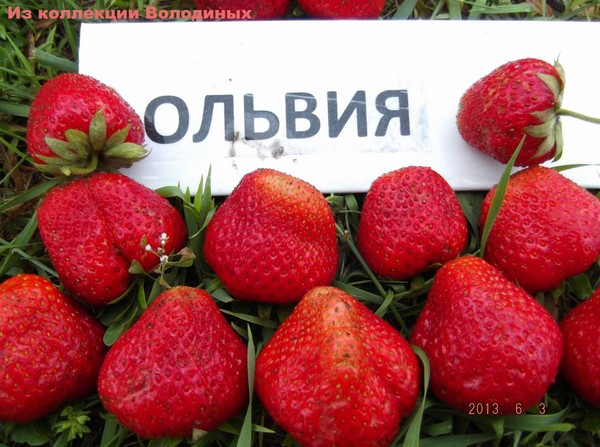 Geriausios braškės - aprašymas, savybės, nuotrauka