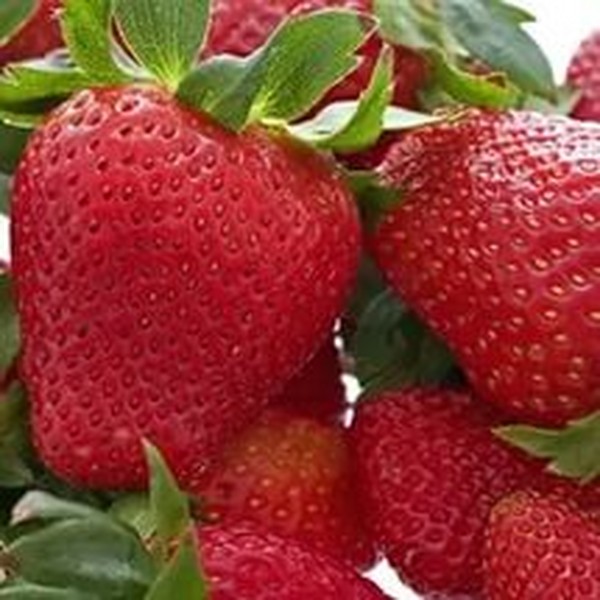 Geriausios braškės - aprašymas, savybės, nuotrauka