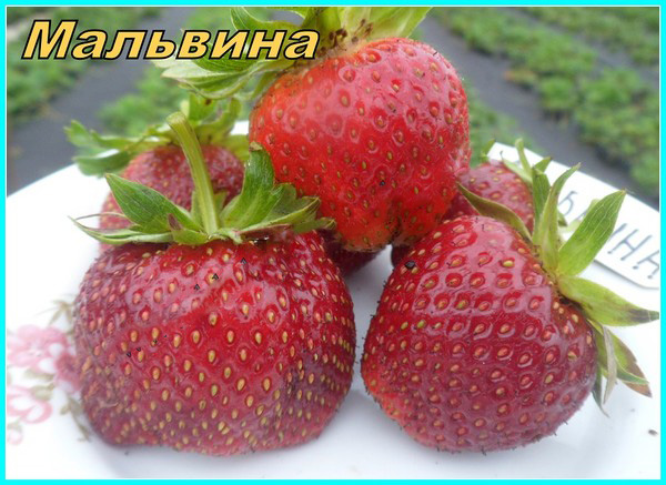 Geriausios braškės - aprašymas, savybės, nuotrauka
