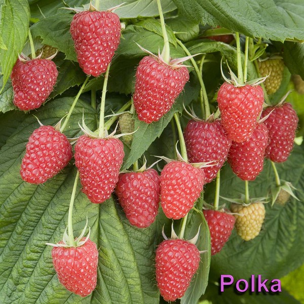 Geriausios veislių avietės yra apibūdinimas, sodinimas ir priežiūra, nuotrauka