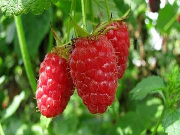 Geriausios veislių avietės yra apibūdinimas, sodinimas ir priežiūra, nuotrauka