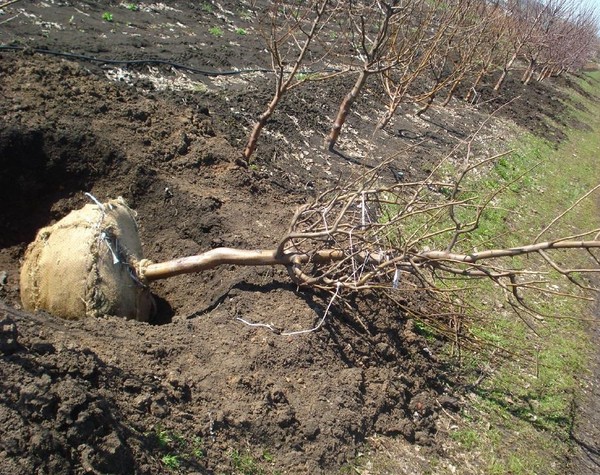 Likbez dėl veislių persikų. Dėl vidutinės zonos Rusijos, Maskvos srities, Krymo, Kubos