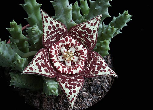 Stapelia: nuotrauka ir priežiūra namuose