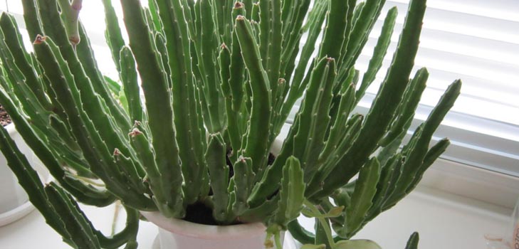 Stapelia: tinkama priežiūra namuose, gražios gėlių nuotraukos