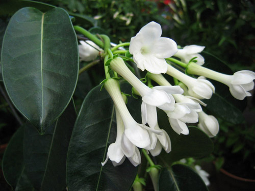 Kaip rūpintis Floribundos stephanotis