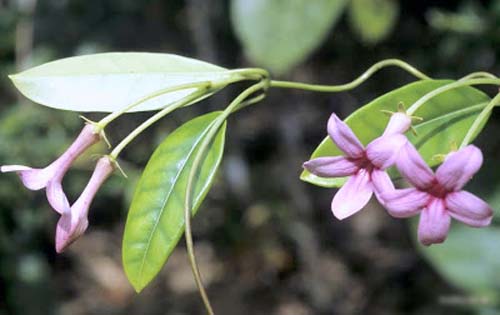Madagaskaro jazmino persodinimas