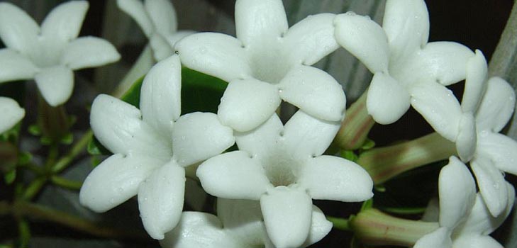 Stephanotis: priežiūra ir nuotrauka