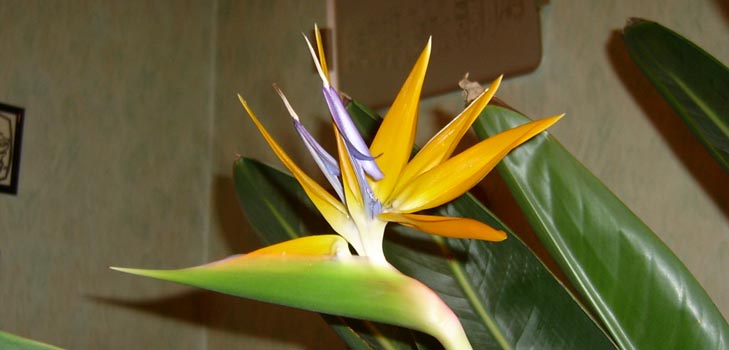 "Strelitzia royal": nuotrauka ir tinkama priežiūra namuose
