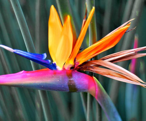 "Strelitzia": nuotrauka ir priežiūra namuose