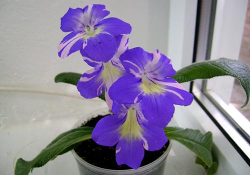 Streptocarpus