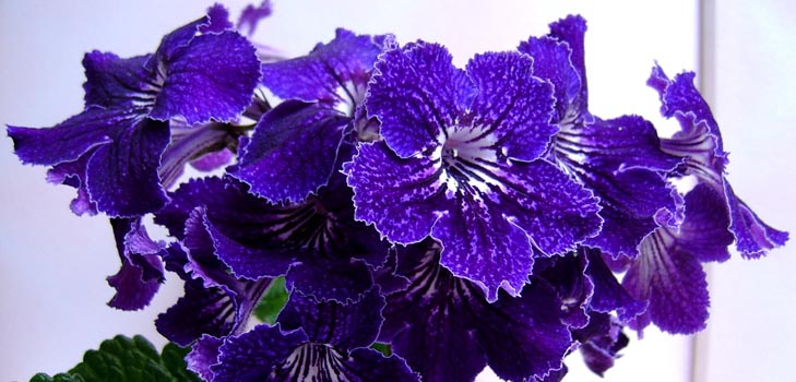 Streptocarpus