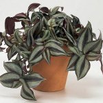 Tradescantia: aprašymas ir priežiūra Tradescantia: aprašymas ir priežiūra