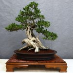 Bonsai priežiūra