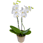 Orchidėja