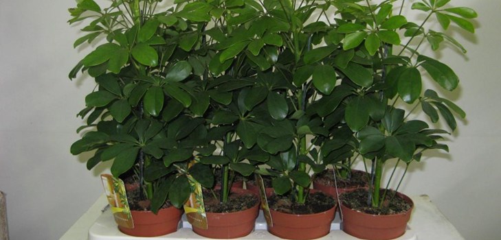 Aviganis namie, nuotrauka Aviganis namie, nuotrauka