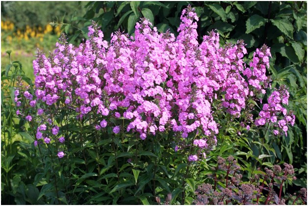 krūmų floksas