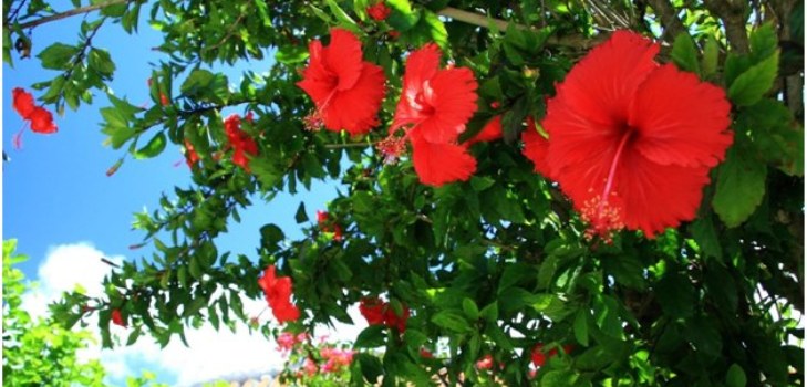 Hibiscus gėlės