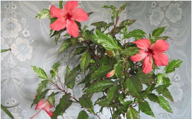 hibiscus namuose