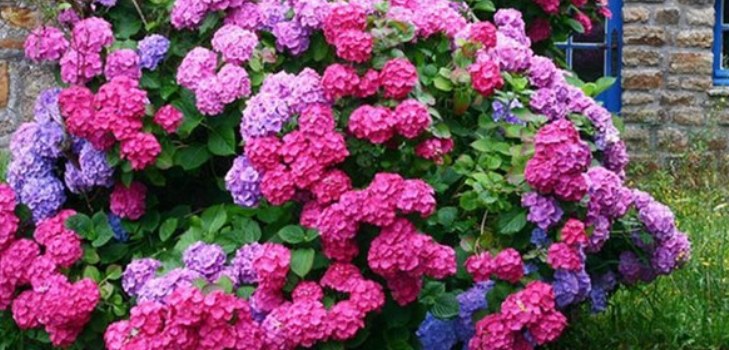 gėlės hydrangeas