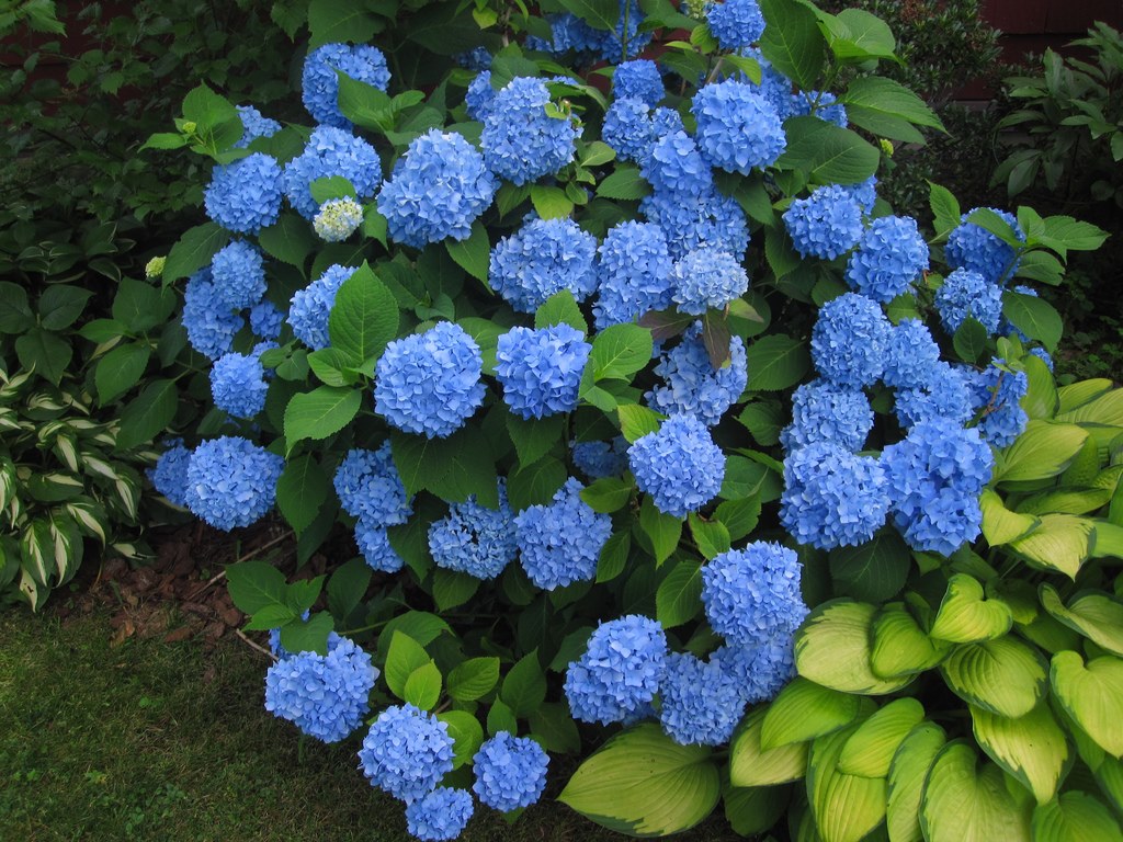 Augantys hydrangeas namuose