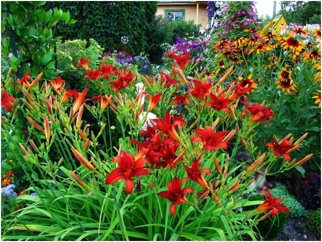 Teisingai išauginkite daylilies