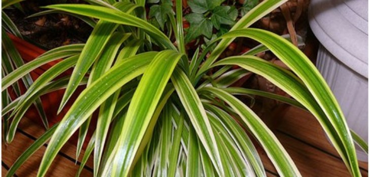 chlorofitamo augalas