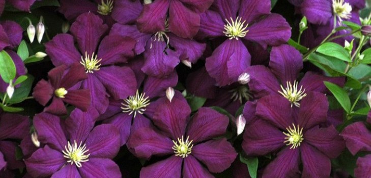 Clematis gėlės