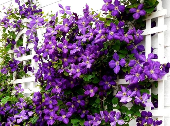 Clematis ant organo