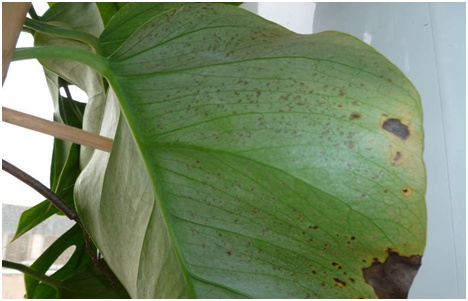 sergantis monstera