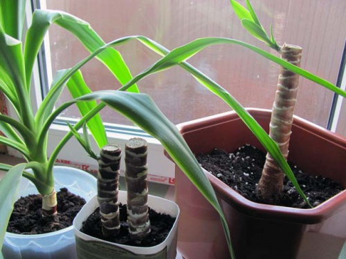 "Yucca" namuose: priežiūra ir reprodukcija
