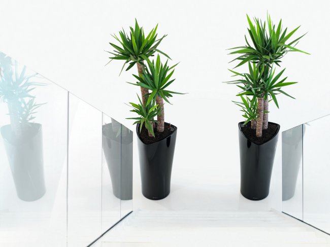 "Yucca" namuose: priežiūra ir reprodukcija