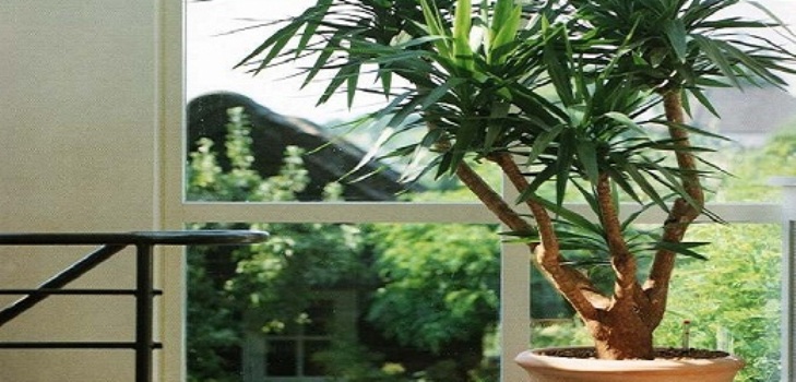 "Yucca" namuose: priežiūra ir reprodukcija