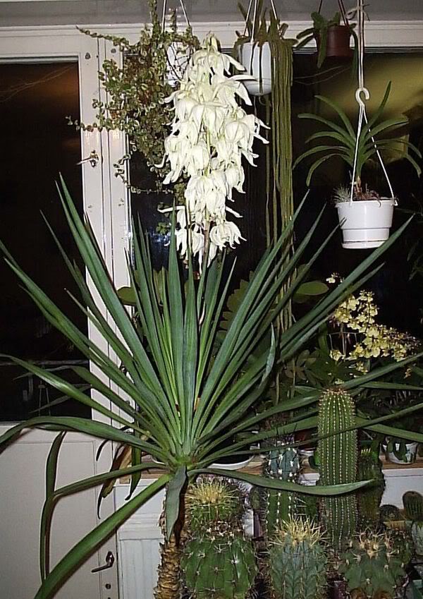 "Yucca" namuose: priežiūra ir reprodukcija
