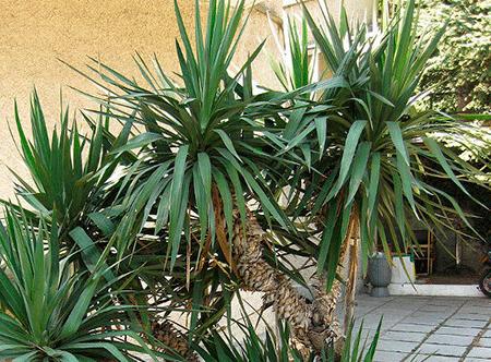 "Yucca" namuose: priežiūra ir reprodukcija